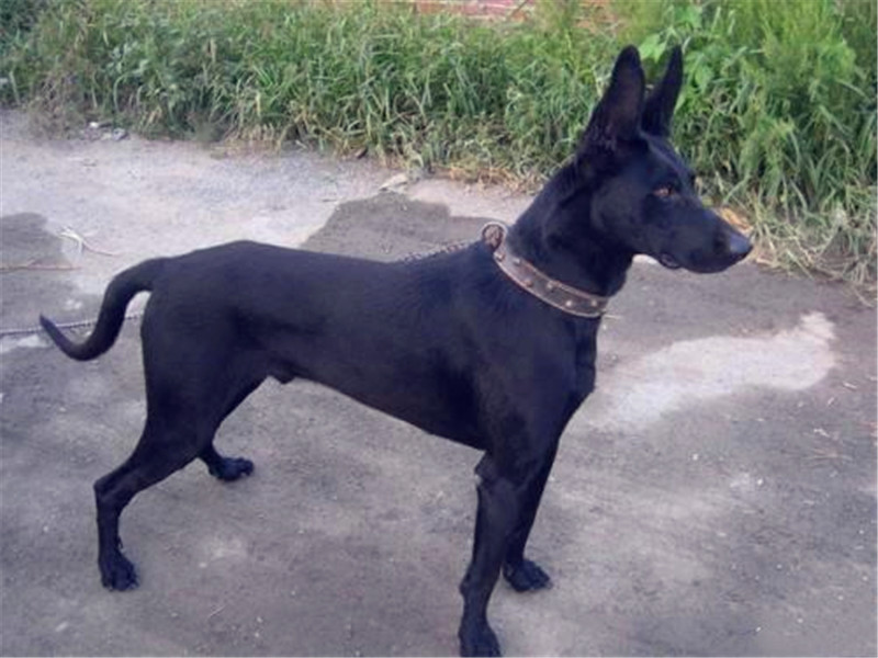 黑狼犬霸气照片,纯血统的中华田园犬长相