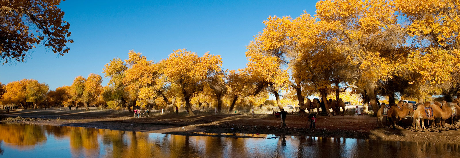 中国最美的十大森林,中国最美十大森林公园