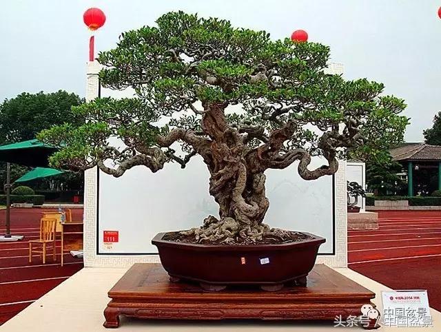 盆景收藏的前景,盆景收藏视频大全