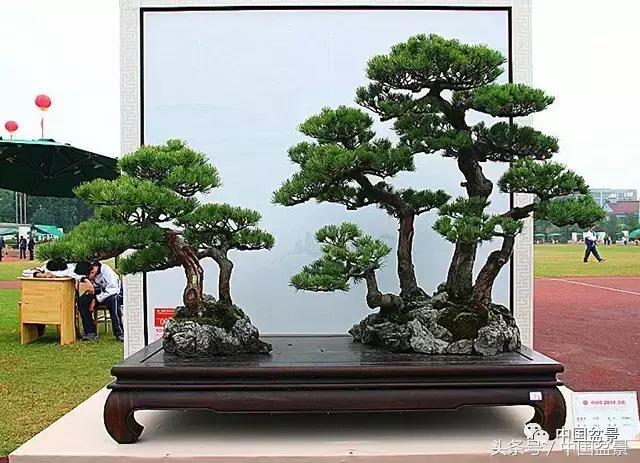 盆景收藏的前景,盆景收藏视频大全