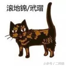 古人怎么给猫取名,猫的古代名字大全