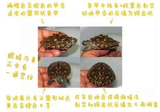 乌龟流貂蝉怎么玩,乌龟貂蝉