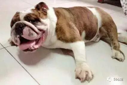 一梦谈狗:英牛那么丑,价格又贵,为什么还有那么多人养?