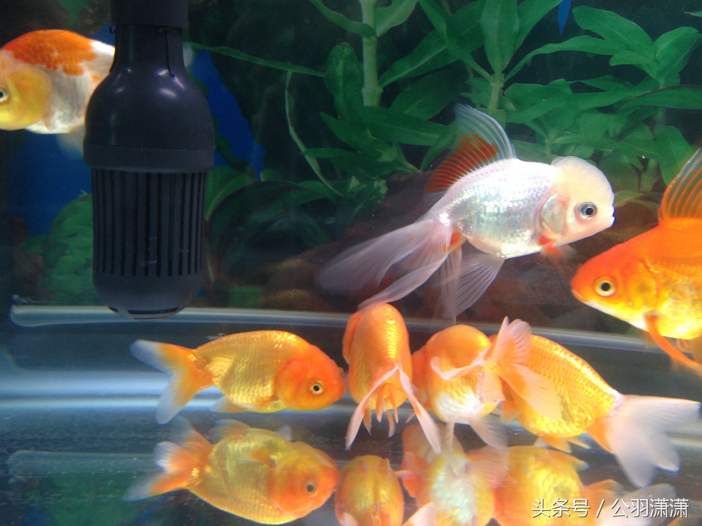 养金鱼的鱼缸需要换水吗,鱼缸养金鱼的方法和技巧视频讲解