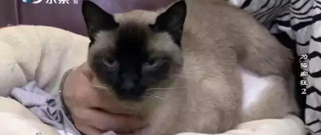 吸猫电影完整版免费,吸猫满足哪些需要