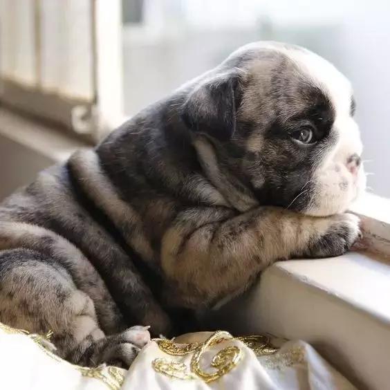 一梦谈狗：英牛那么丑，价格又贵，为什么还有那么多人养？