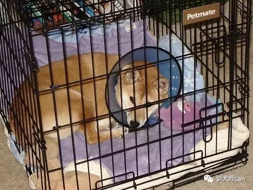 狗狗绝育手术后要注意什么,狗狗绝育后怎么护理