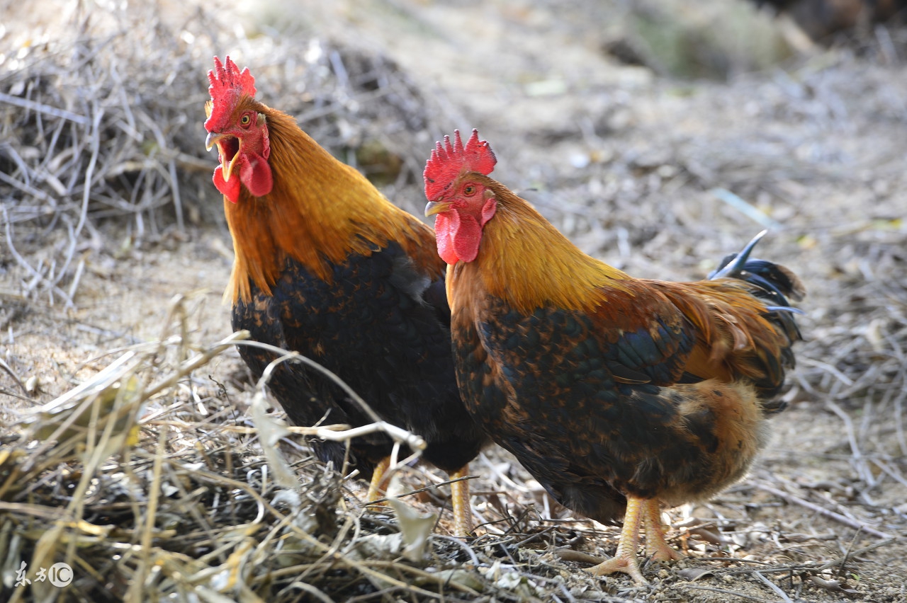 防止鸡打架的有效办法,鸡打架是怎么回事