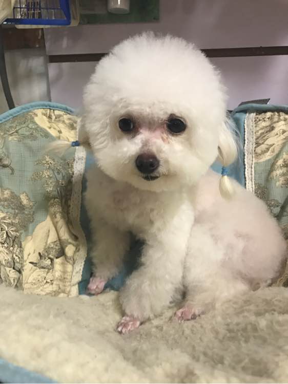 贵宾妈妈怀孕两个月依然没有生产，带去医院剖腹产后却是一场噩梦