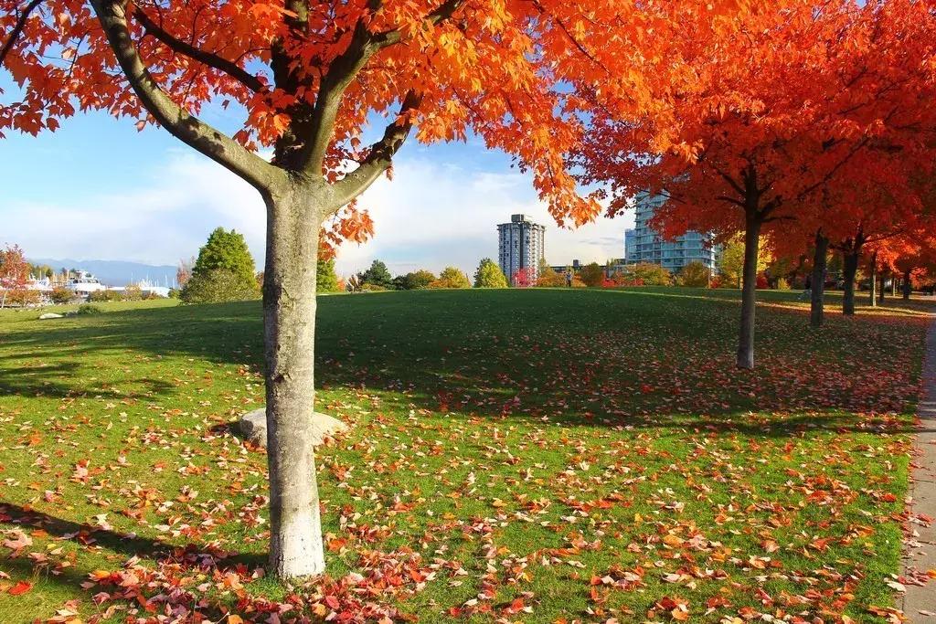 2018加拿大签证新政策是什么样的,2017加拿大签证攻略