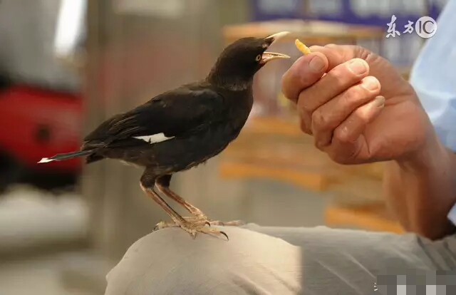 小八哥说话用捻舌头吗,八哥要捻舌头才会说话吗