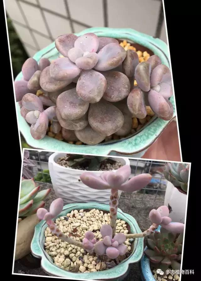 秋风送爽适用于九月吗,秋风送爽赏景天