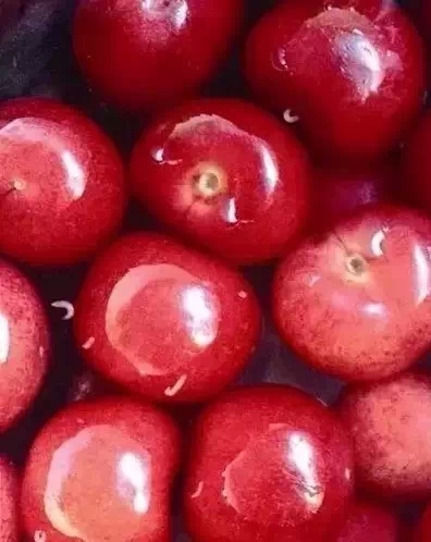 樱桃里面有小白虫正常吗,为什么樱桃里面会有虫虫