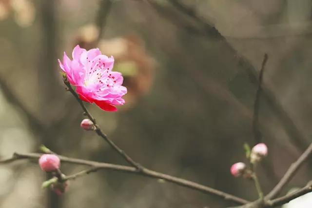 待到明年春来，许你千米桃花，番禺这里将打造2000平方米桃花林！