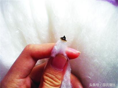 关于购买假的蚕丝被的报道,买蚕丝被又怕买假怎么办