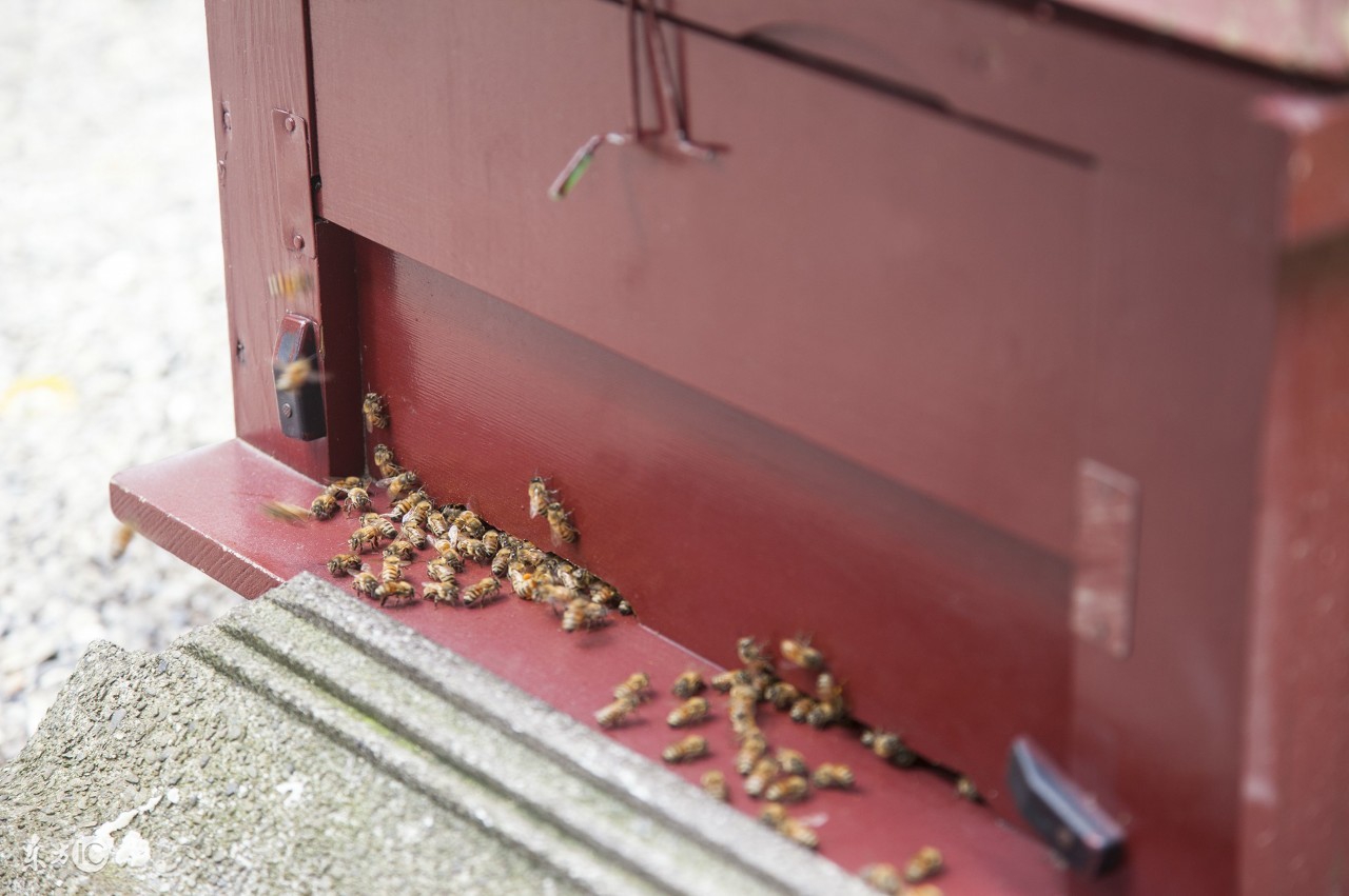 蜂箱内部结构制作方法,蜂箱结构图详细说明