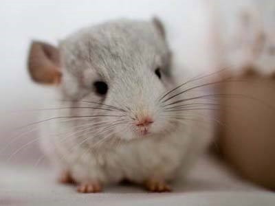 怎样养龙猫能尽快上手,如何正确方法养龙猫