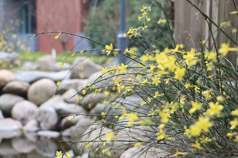南京十大赏花胜地,南京玄武湖春季赏花攻略请收好