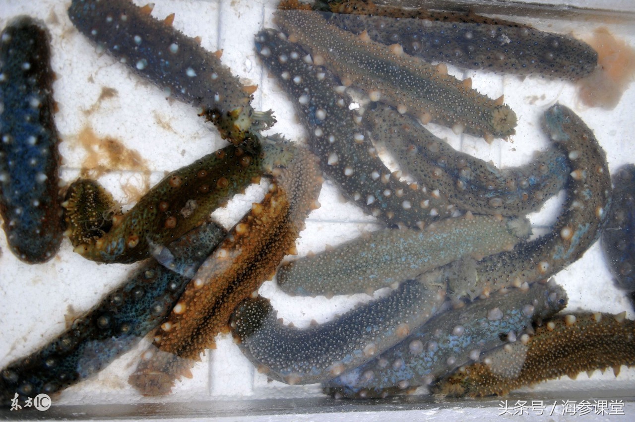 鲜活海参买回来怎么就可以吃,海参是一年四季都吃吗为什么