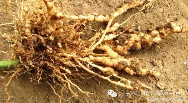 治根结线虫最好的菌剂,大姜根结线虫用什么药