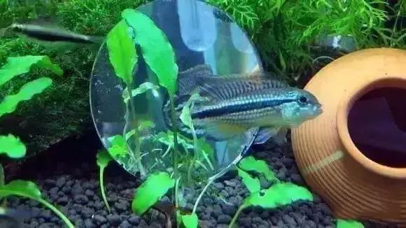 家装水景鱼缸造型全景,家居水景大号