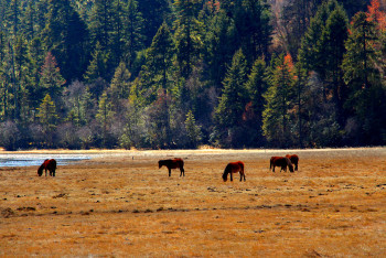 云南丽江香格里拉大理六日游,云南丽江大理香格里拉六日游