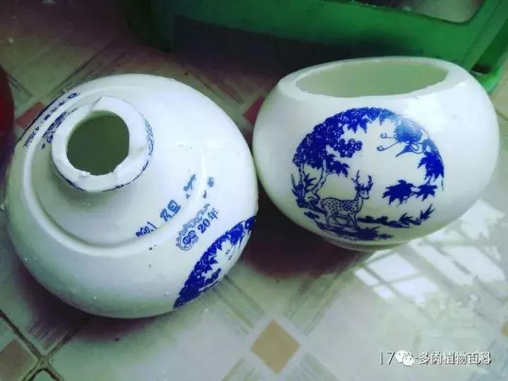 透明酒瓶种多肉怎么才好看,空酒瓶利用种多肉