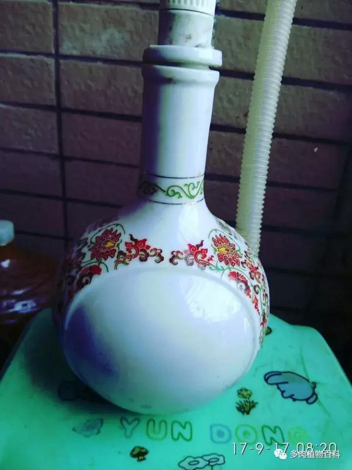 透明酒瓶种多肉怎么才好看,空酒瓶利用种多肉