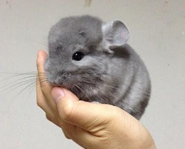 怎样养龙猫能尽快上手,如何正确方法养龙猫