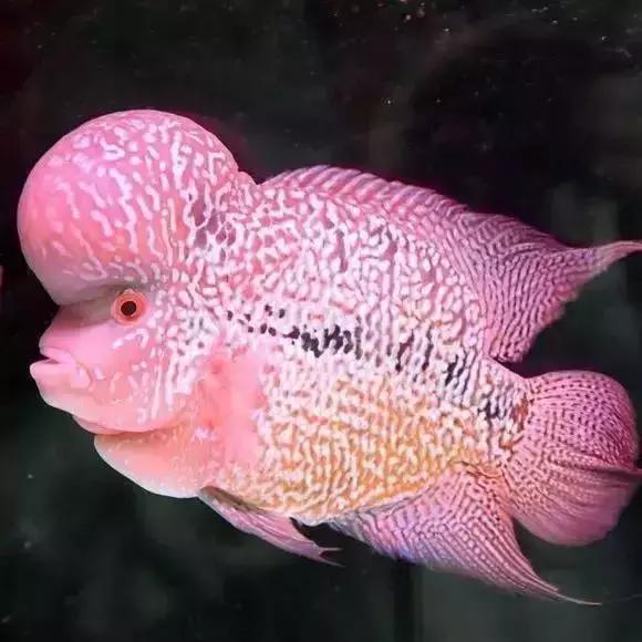 家装水景鱼缸造型全景,家居水景大号