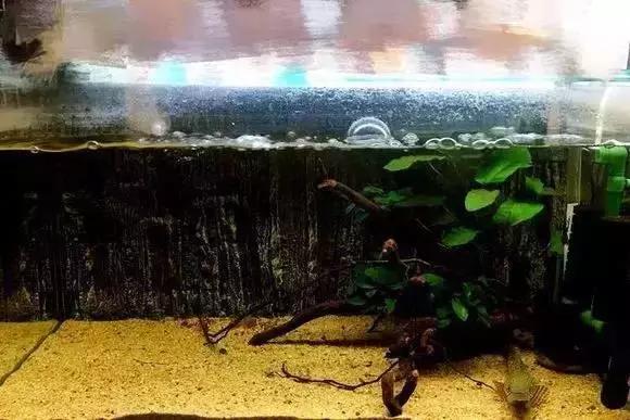 家装水景鱼缸造型全景,家居水景大号