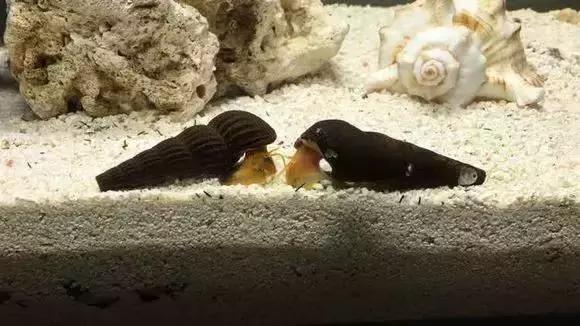 家装水景鱼缸造型全景,家居水景大号