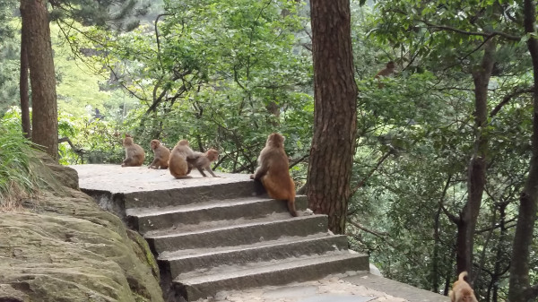 庐山一座千古文化名山,庐山最美丽的景色是哪里