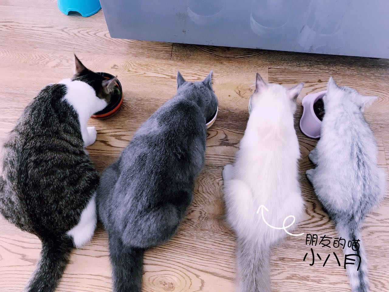 铲屎官呕心沥血整理，猫咪究竟吃什么猫粮好