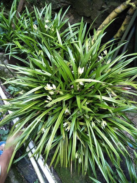 兰花要开花了怎么养护视频,兰花要开花施什么肥