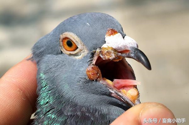 小鸽子长痘用什么药治疗,怎么防止鸽子起痘