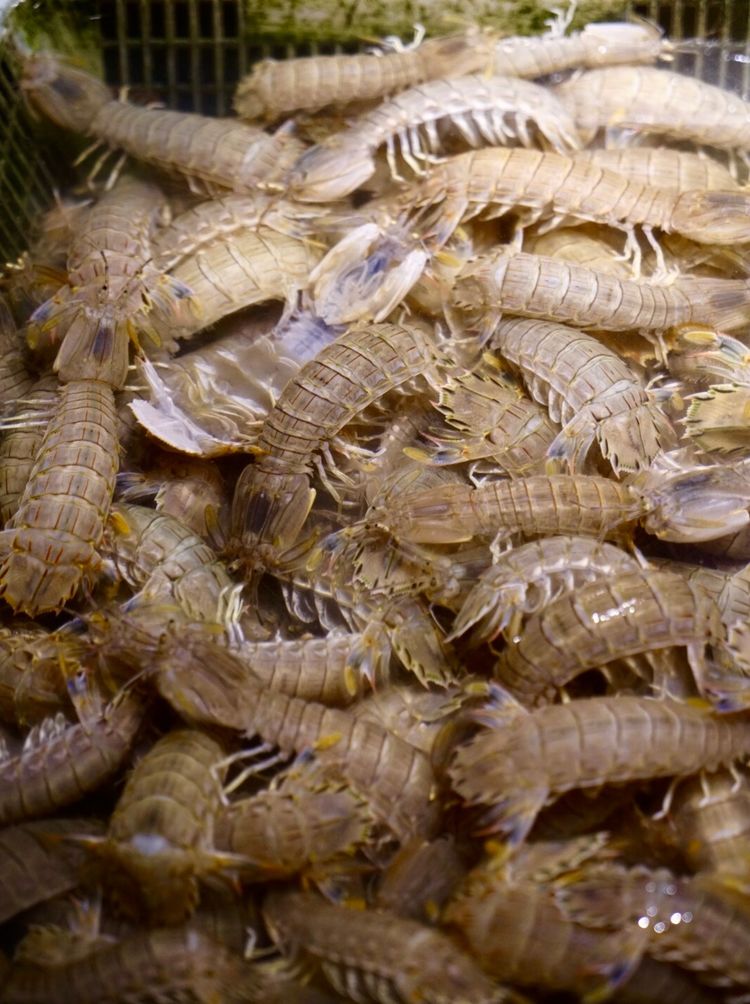 东海沈家门海鲜,沈家门旅游海鲜攻略