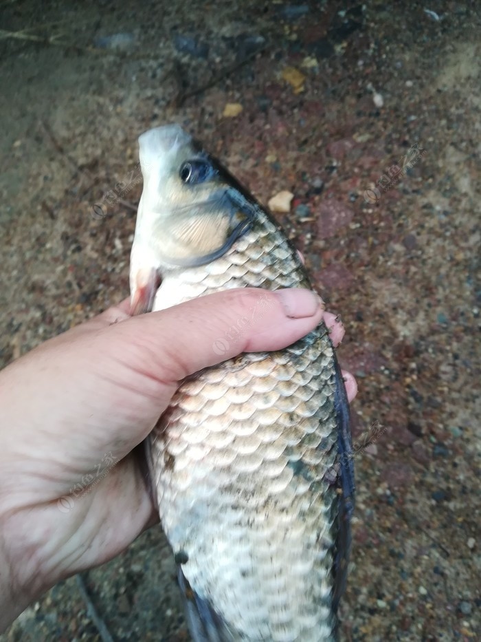 偶遇新物种，独战板鲫群