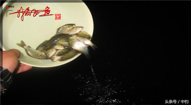 乌河湿地公园夜钓鱼,乌水边夜钓