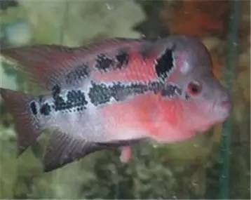 罗汉鱼知识,罗汉鱼的正确分析