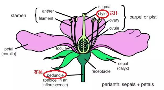 南京十大赏花胜地,南京玄武湖春季赏花攻略请收好