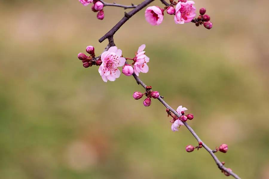 南京十大赏花胜地,南京玄武湖春季赏花攻略请收好