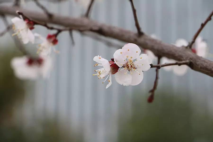 南京十大赏花胜地,南京玄武湖春季赏花攻略请收好