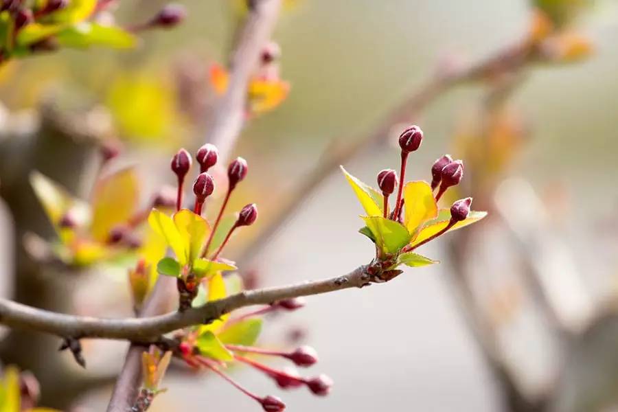 南京十大赏花胜地,南京玄武湖春季赏花攻略请收好