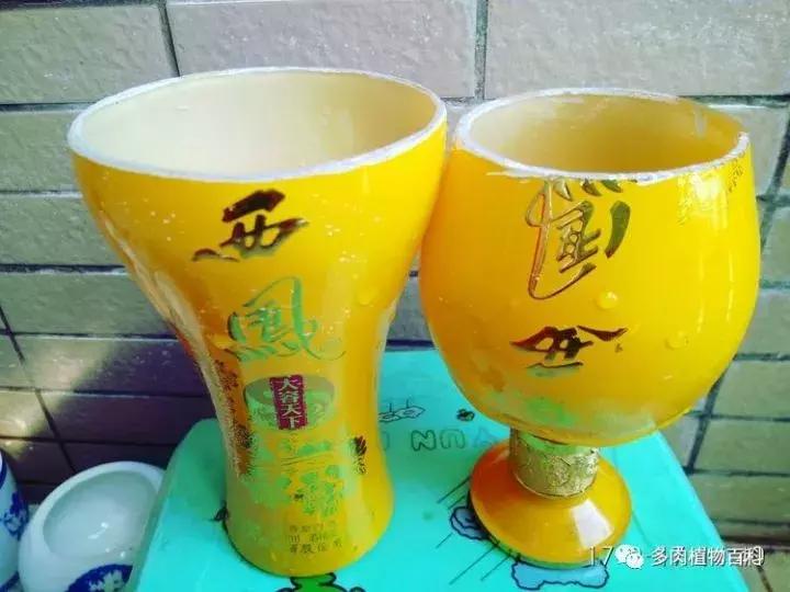 透明酒瓶种多肉怎么才好看,空酒瓶利用种多肉