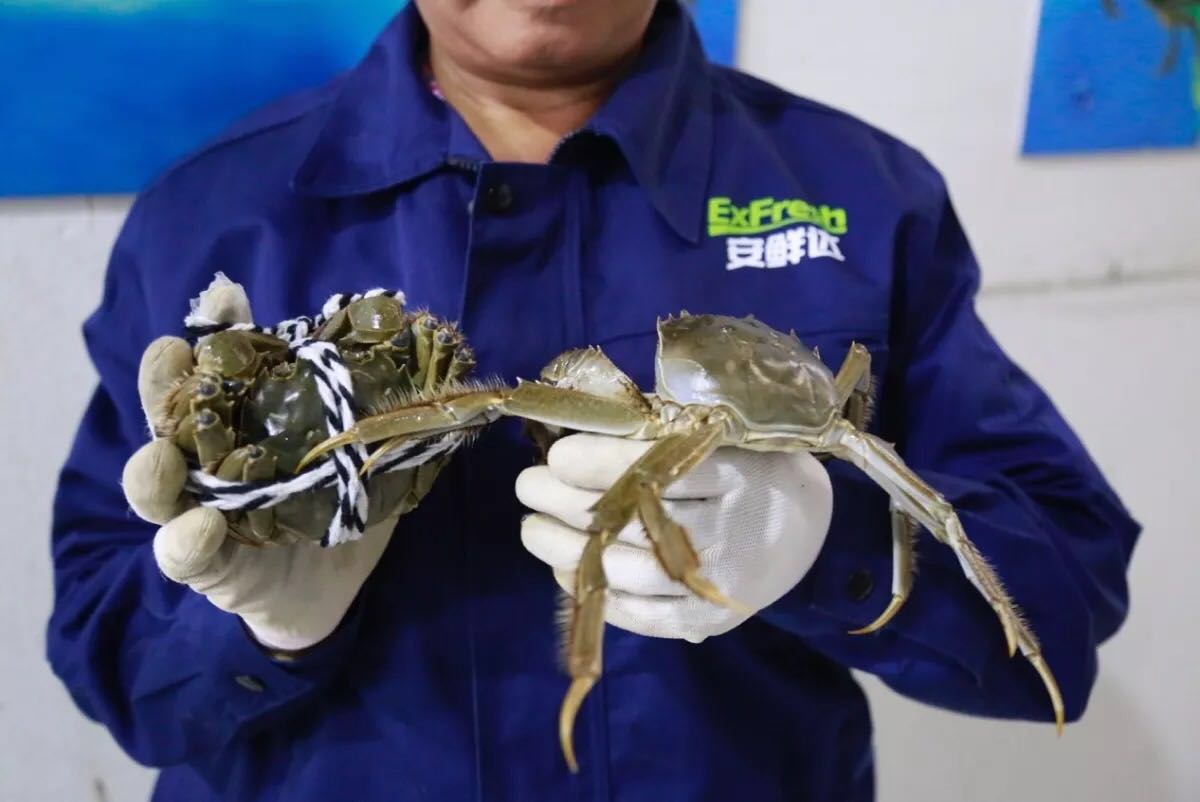 今年的阳澄湖沙家浜大戏,安鲜达初登场成主角