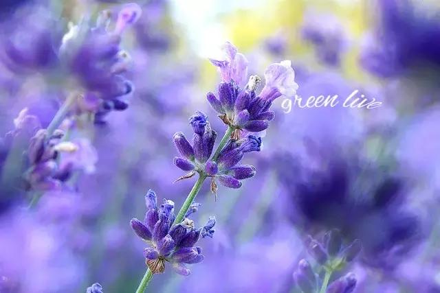 植物如何驱虫比较有效,植物驱虫方法小妙招