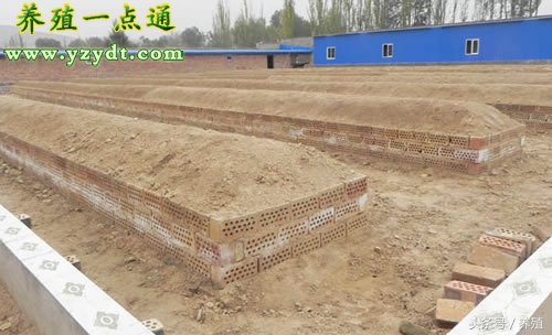 蝎子养殖的五要素,蝎子养殖方法与9个注意事项