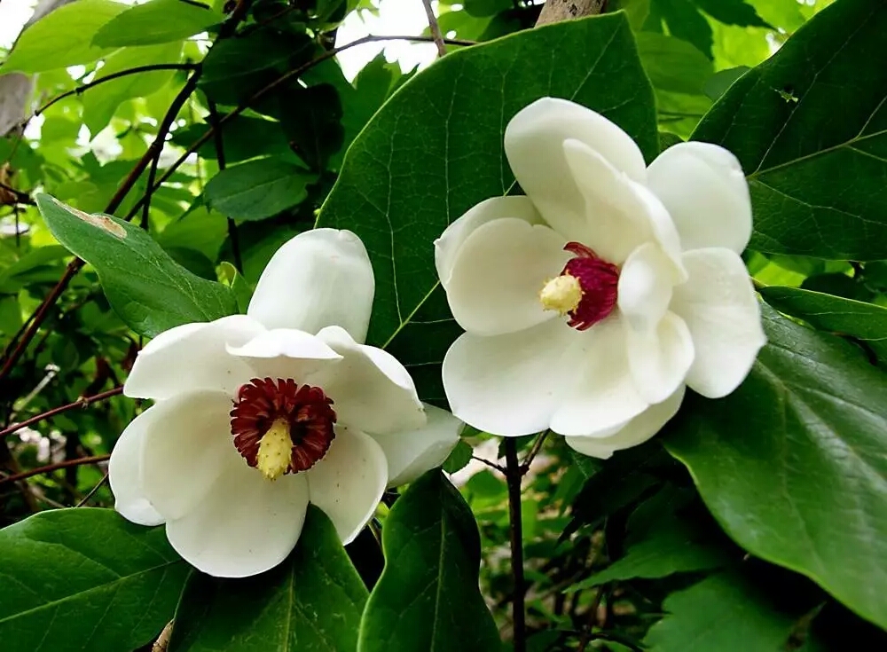 各国的国花都是什么花,不同国家的国花及其象征意义