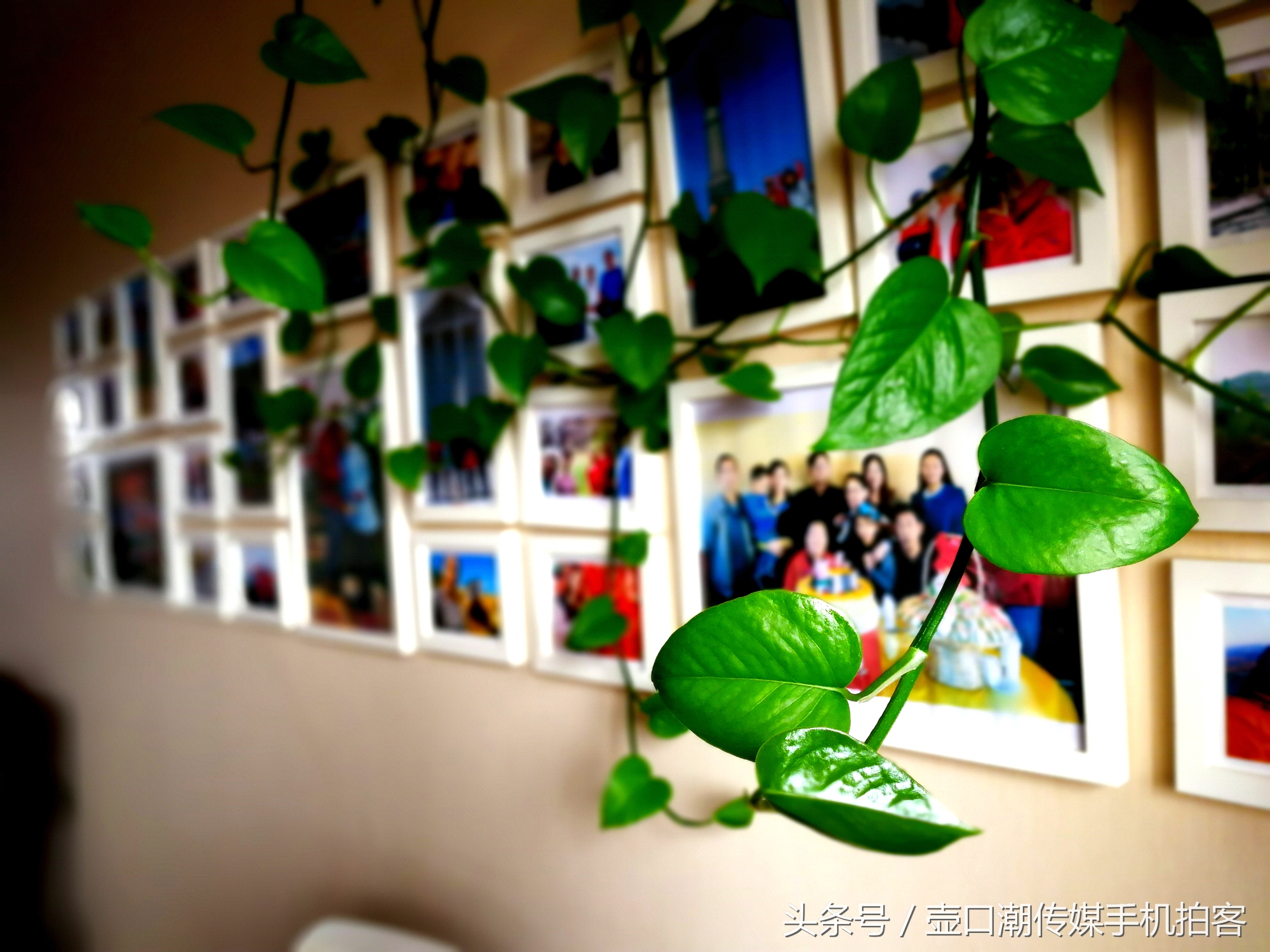 临汾:手机拍拍工作室的花~再好的装修也比不了和大自然和谐相处